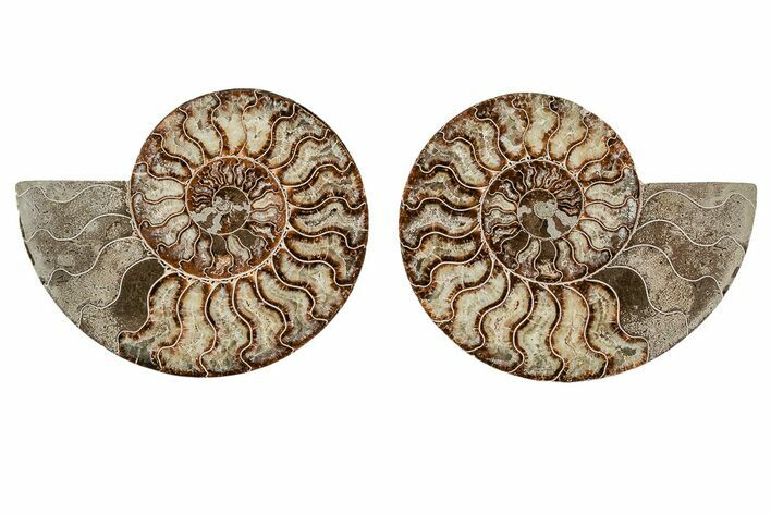 Agatized, Cut & Polished Ammonite Fossil - Madagasar #191369